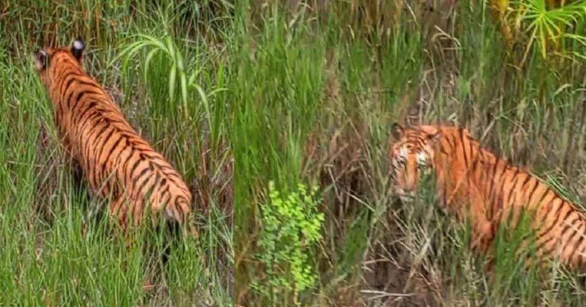 অবমুক্তির এক মাস পার হলেও ৪০টি ক্যামেরায় ধরা পড়েনি বাঘিনী