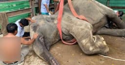 গাজীপুর সাফারি পার্কে ৪ দিনের ব্যবধানে দুই হাতির মৃত্যু
