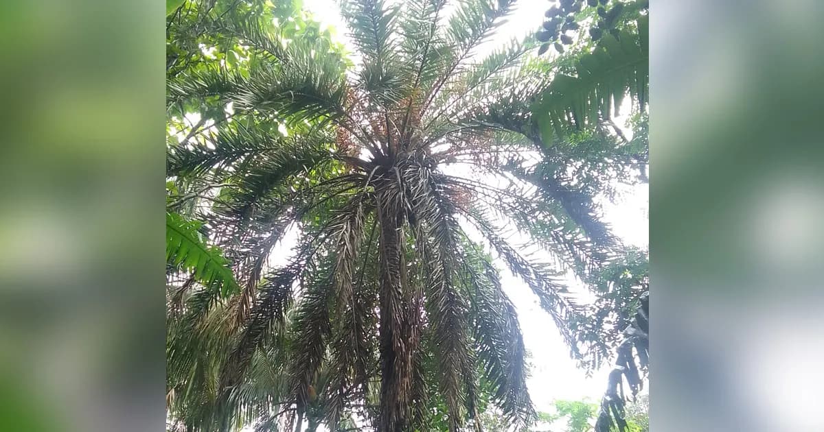 চুনারুঘাটে হারিয়ে যাচ্ছে দেশি খেজুর