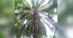 চুনারুঘাটে হারিয়ে যাচ্ছে দেশি খেজুর