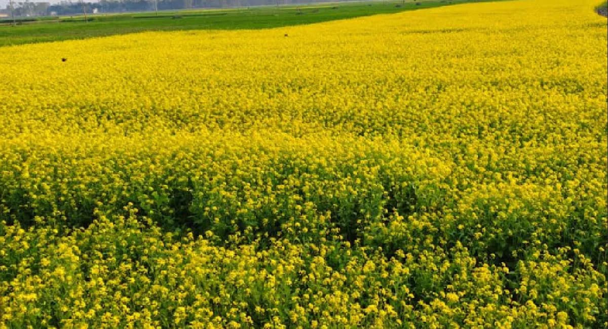 শাহজাদপুরে সরিষা মাঠে যেন সূর্যের হাঁসি