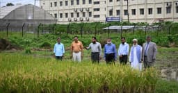 স্বল্পমেয়াদে বেশি ফলন, চিকন চালের নতুন সম্ভাবনা ‘জিএইউ ধান ৪’ অনুমোদন