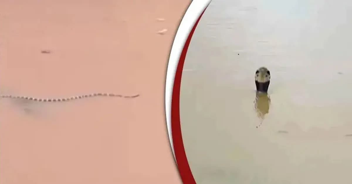 বন্যায় খামার ভেসে লোকালয়ে ৯০০ সাপ, এলাকায় চরম আতঙ্ক