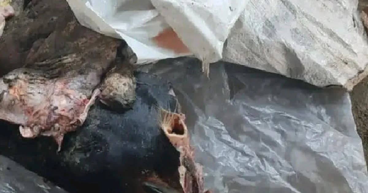 লালমনিরহাটে রোগাক্রান্ত গরুর পচা মাংস উদ্ধার