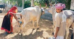 এবার গোমূত্র কিনছে ভারত সরকার, লিটারপ্রতি দাম ২০ রুপি