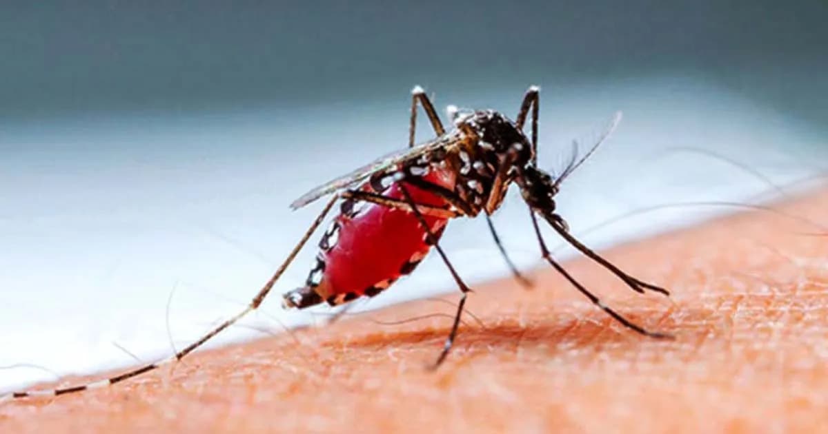 ডেঙ্গুতে নিভে গেল আরও ৬ প্রাণ, হাসপাতালে নতুন ভর্তি ১১৯৫