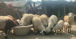 বেকারত্বকে হার মানিয়ে মহেশপুরের ওয়াসিম গাড়ল খামারে স্বাবলম্বী