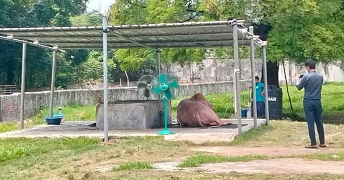 গরমে নাজেহাল ‘ডোনাল্ড ট্রাম্প', বসানো হলো দুটি ফ্যান