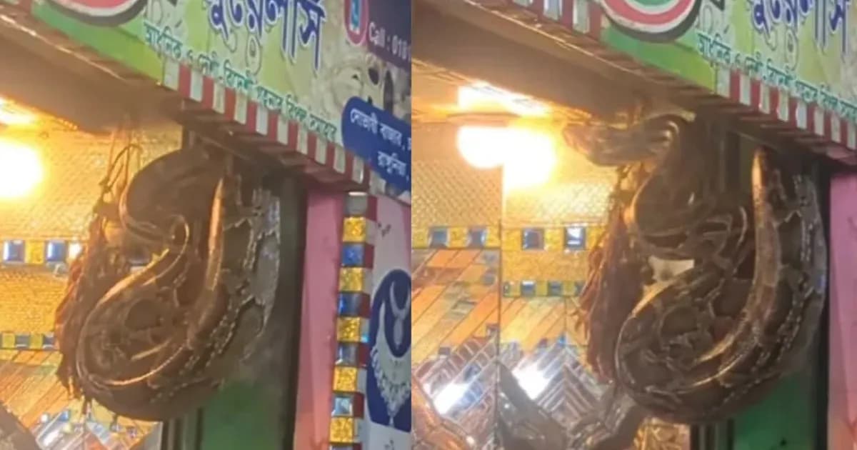 সোনার দোকানে গয়নার বদলে শোকেসে বিশাল অজগর!