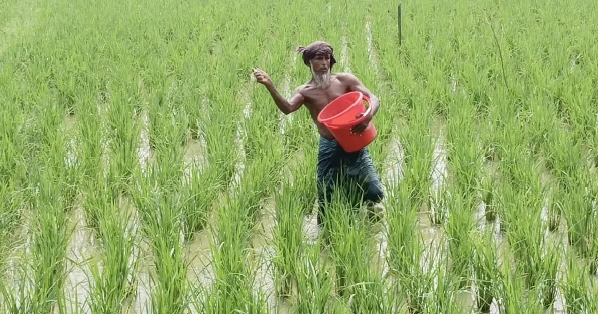 প্রতিকূলতা পেরিয়ে গলাচিপায় আমনের বাম্পার ফলনের আশা