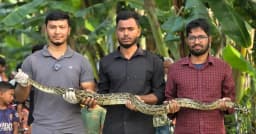 কুড়িগ্রামের বিলে জেলের জালে ধরা পড়ল ১৪ ফুটের অজগর