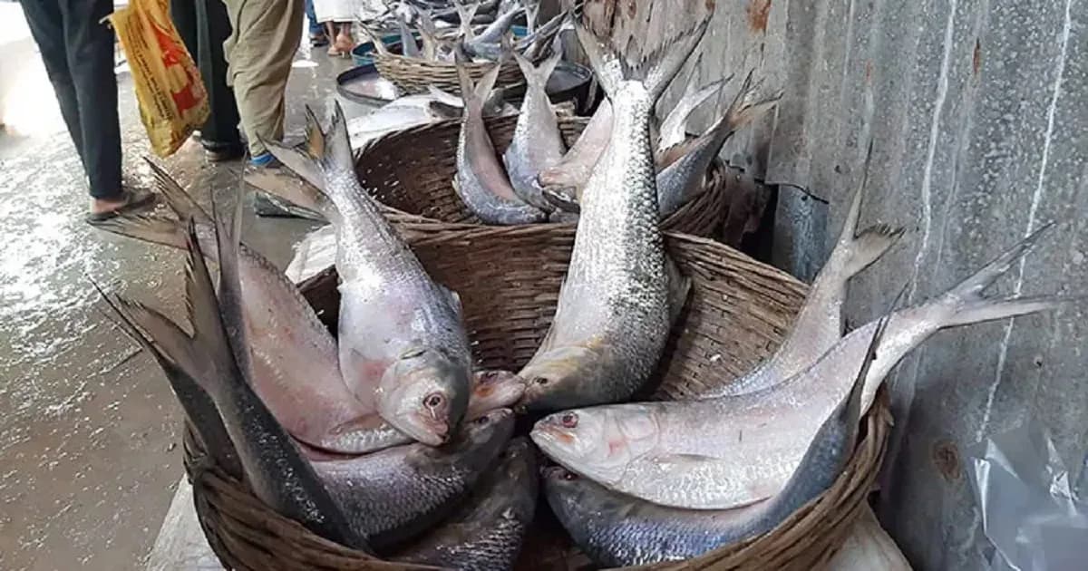 বরিশালে সরবরাহ বাড়ায় কমল ইলিশের দাম