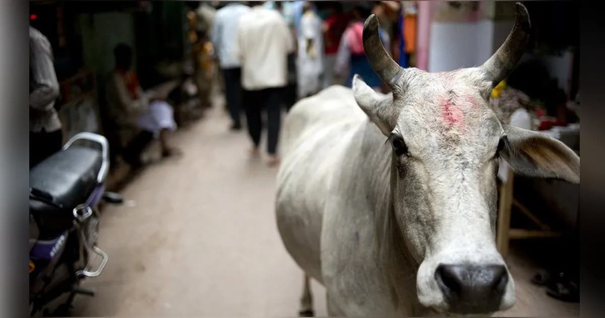 গরুর সঙ্গে আপত্তিকর অবস্থায় যুবক, অতঃ পর...