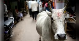 গরুর সঙ্গে আপত্তিকর অবস্থায় যুবক, অতঃ পর...