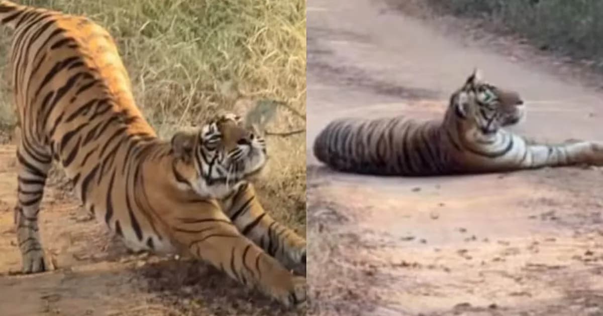 রাস্তার মাঝখানে বাঘের ঘুমে আটকে গেল পর্যটকদের বহর