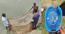 পুকুরে বিষাক্ত ন্যাপথলিন, লাখ টাকা ক্ষতির আশঙ্কায় দিশেহারা চাষি