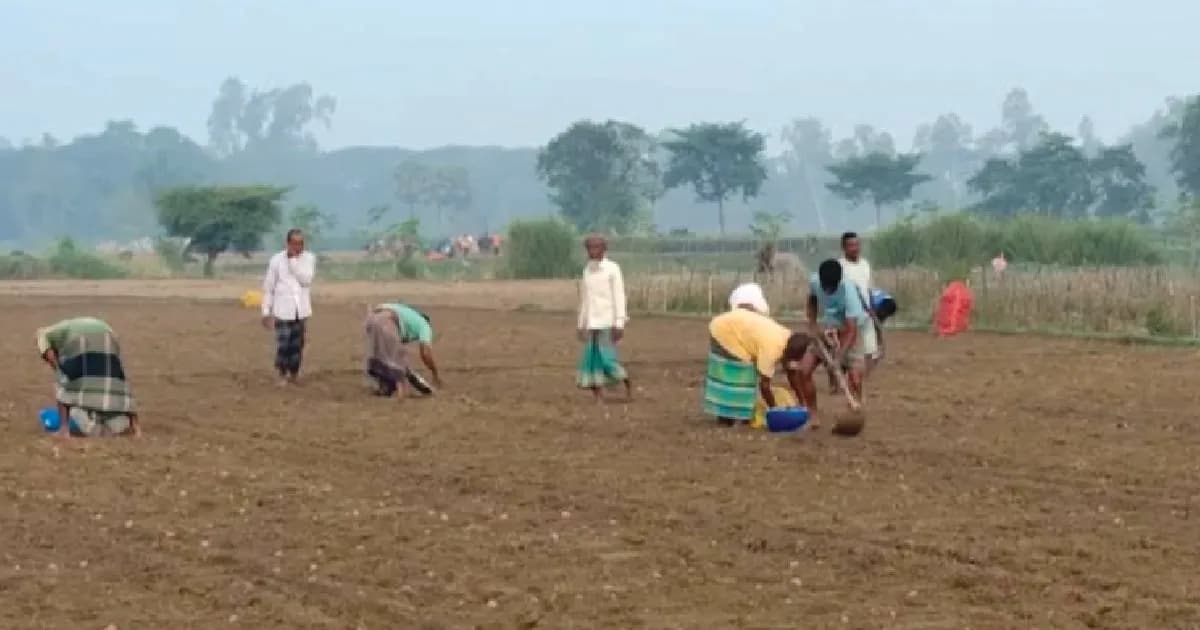 হিলিতে আগাম আলু চাষে ব্যস্ত সময় পার করছেন কৃষকরা