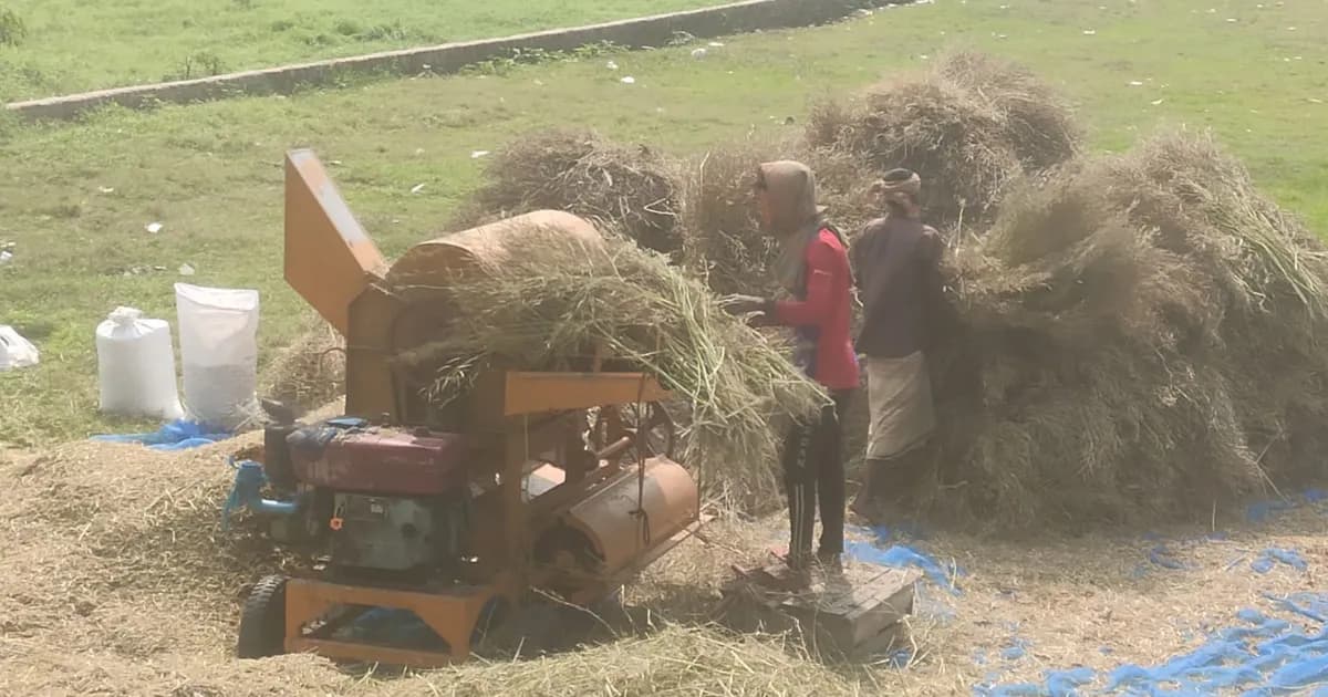 শ্রীনগরে সরিষার বাম্পার ফলনে কৃষকের মুখে হাসি