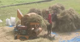 শ্রীনগরে সরিষার বাম্পার ফলনে কৃষকের মুখে হাসি