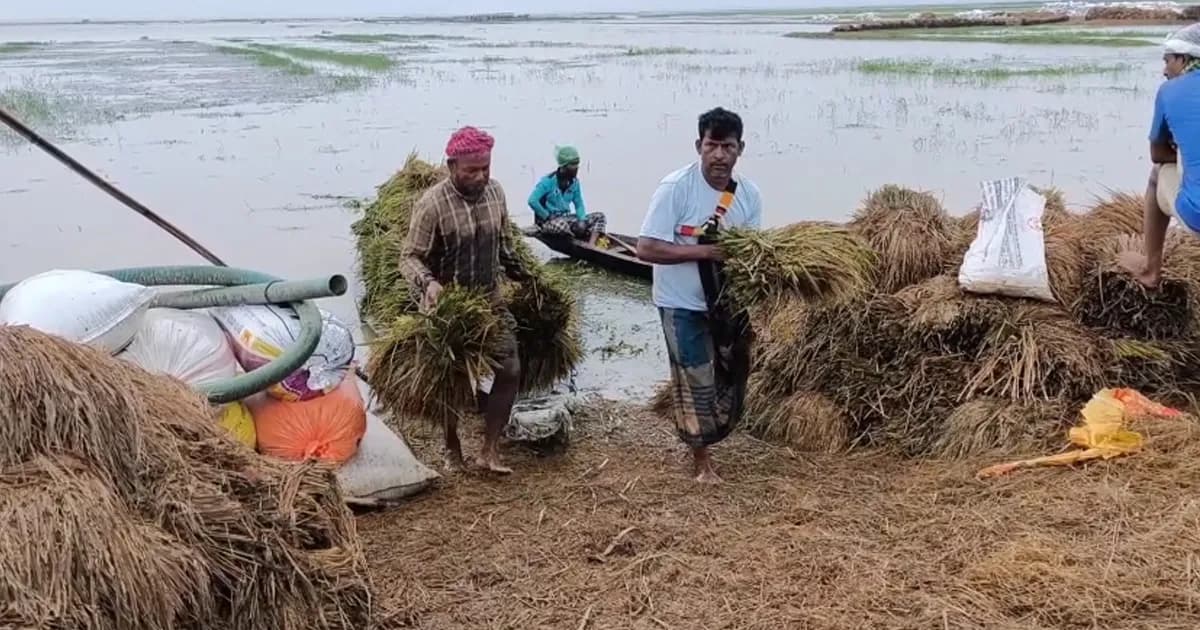 দুশ্চিন্তায় ঈদ কাটছে মৌলভীবাজারের হাজারো কৃষকের