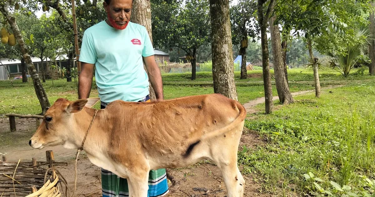 কাপাসিয়ায় লাম্পি স্কিন রোগের প্রকোপ, গরুর মৃত্যুতে দুশ্চিন্তায় খামারিরা