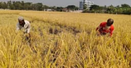 কলাপাড়ায় আমনের বাম্পার ফলন