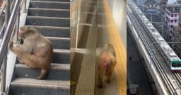 মেট্রো স্টেশনে ‘চিল মুডে’ বানর, কৌতূহলে ভিড় যাত্রীদের