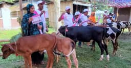 ঠাকুরগাঁওয়ে উন্নত জাতের বাছুর প্রদর্শনী ও পুরস্কার বিতরণ