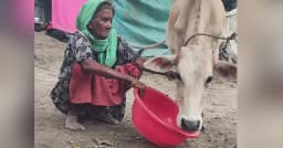 শতবর্ষী নুরজাহানের রাত কাটে গরুর সঙ্গে জরাজীর্ণ গোয়ালঘরে