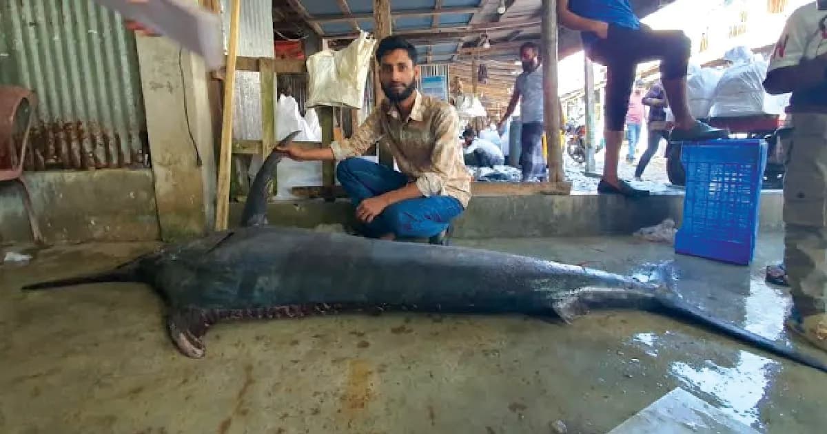 কুয়াকাটায় জেলের জালে ৮০ কেজির পাখি মাছ