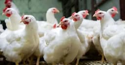 কেজিতে ২০ টাকা বেড়েছে ব্রয়লার মুরগির দাম