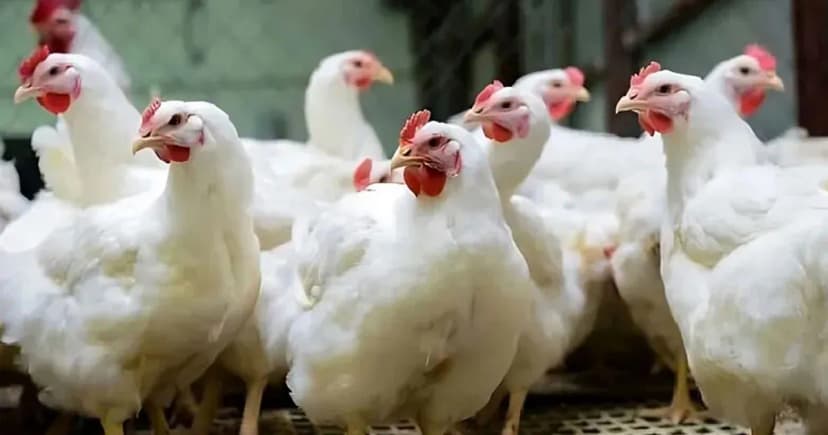 কেজিতে ২০ টাকা বেড়েছে ব্রয়লার মুরগির দাম