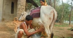 ১৩ হাজার টাকায় বিক্রি ১ লিটার দুধ