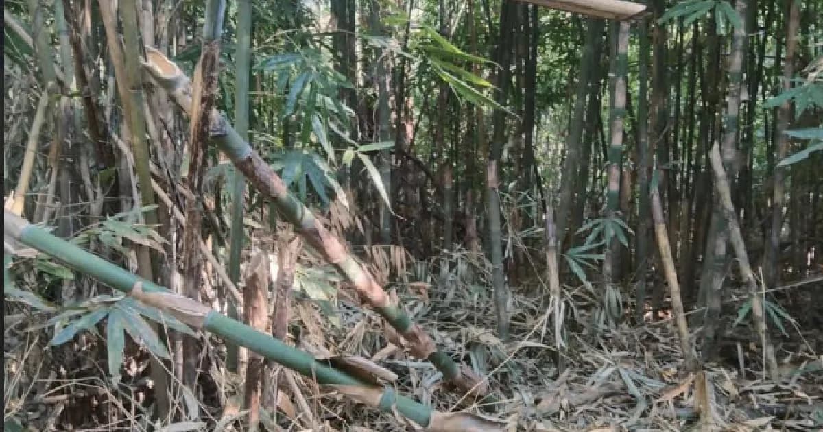 মৌলভীবাজারে ৪ রেঞ্জে বনের বাঁশ-বেত নির্বিচারে লুট