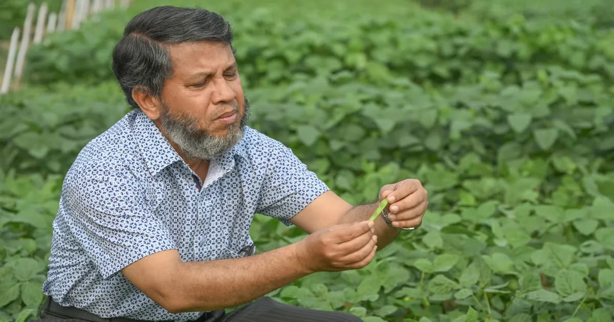 খরায়ও টিকে ‘জিএইউ সয়াবিন–৬’, চরাঞ্চলে কৃষিতে নতুন দিগন্ত