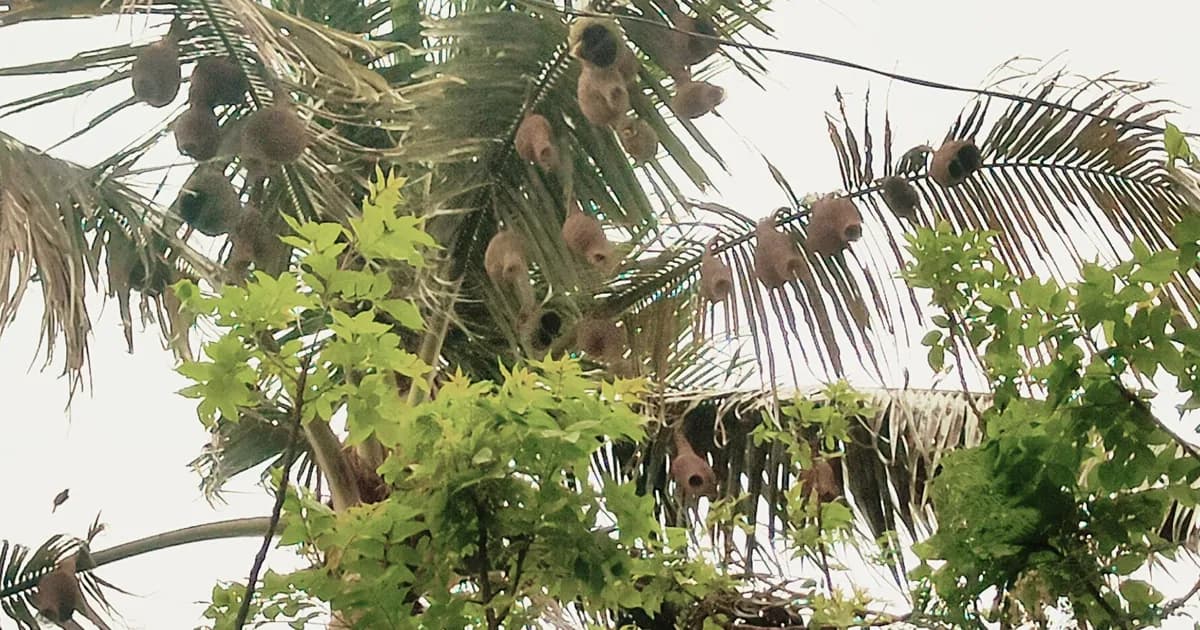 তালগাছ ছেড়ে নারিকেল-খেজুর গাছে বাবুইয়ের বাসা
