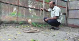 পটুয়াখালীর খামারে কোটি টাকার সাপের বিষ, মিলছে না বাজার