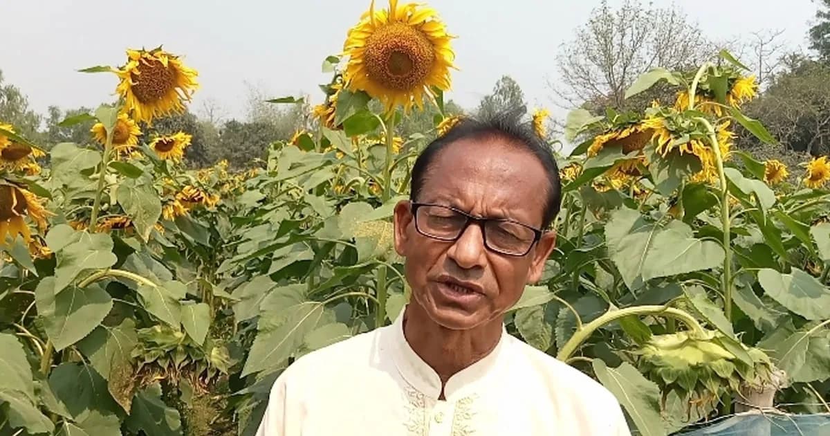 ময়মনসিংহে শিক্ষক কাজিম উদ্দিনের সূর্যমুখী বাগান হলুদে ছেয়ে গেছে