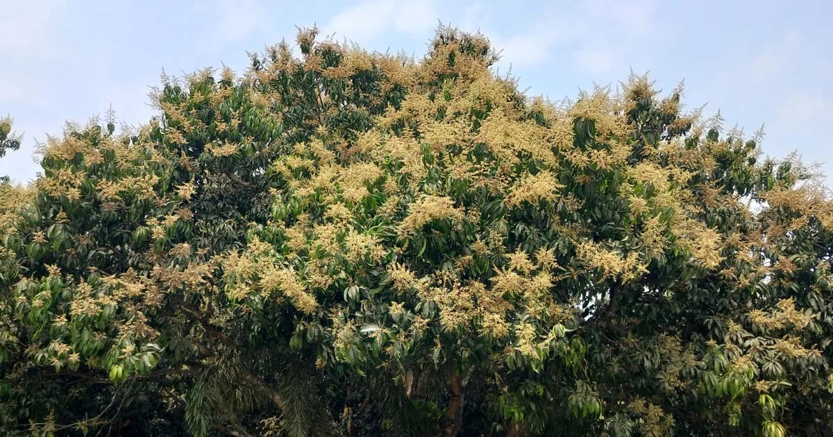 হলদে সবুজ আমের মুকুলে সেজেছে ইসলামী বিশ্ববিদ্যালয়