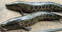 দেখা মাত্রই যে মাছ মেরে ফেলার নির্দেশ!