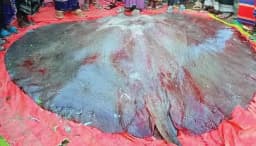 ১ লাখ ৩১ হাজারে বিক্রি শাপলা পাতা মাছ