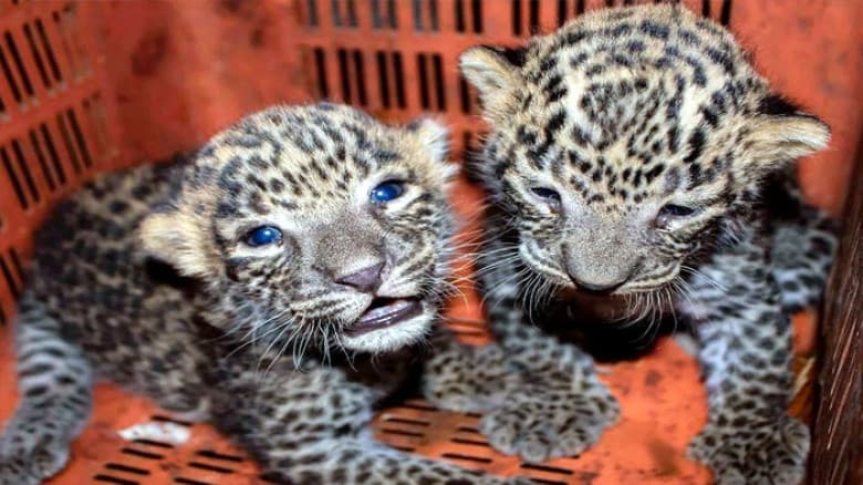 বিড়াল ভেবে পরম যত্নে বাসায় আনলেন বাঘের বাচ্চা, অতঃপর....