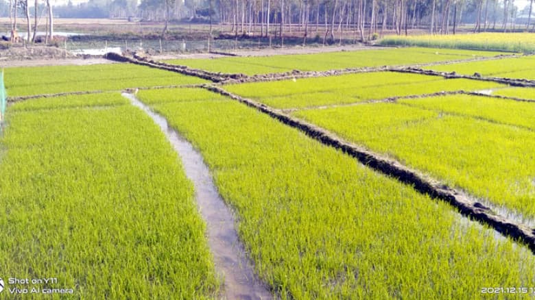 সৈয়দপুরে ইরি-বোরো ধান চাষের প্রস্তুতি শুরু, পরিচর্যায় ব্যস্ত কৃষক
