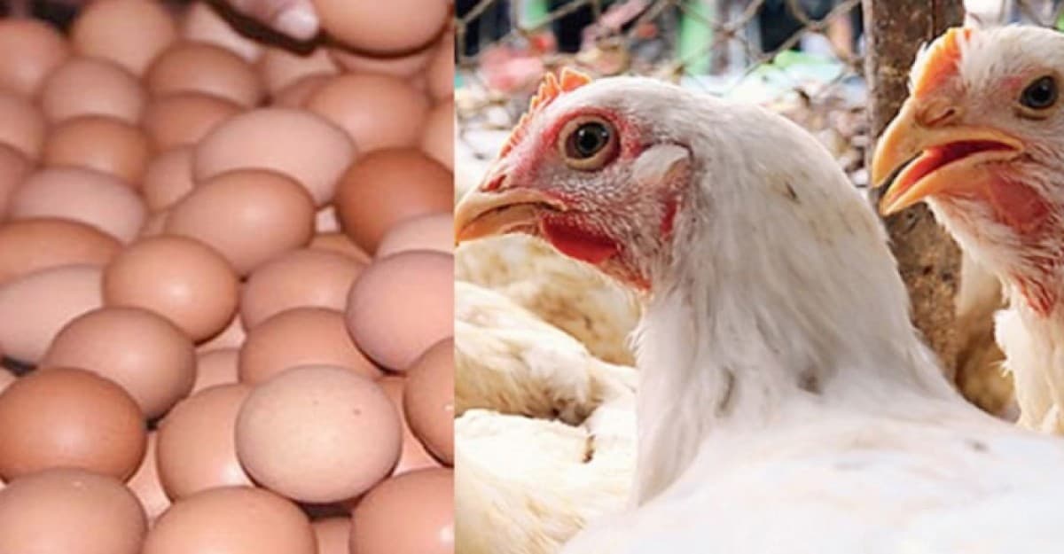কমেছে ডিমের দাম, বেড়েছে মুরগির দাম