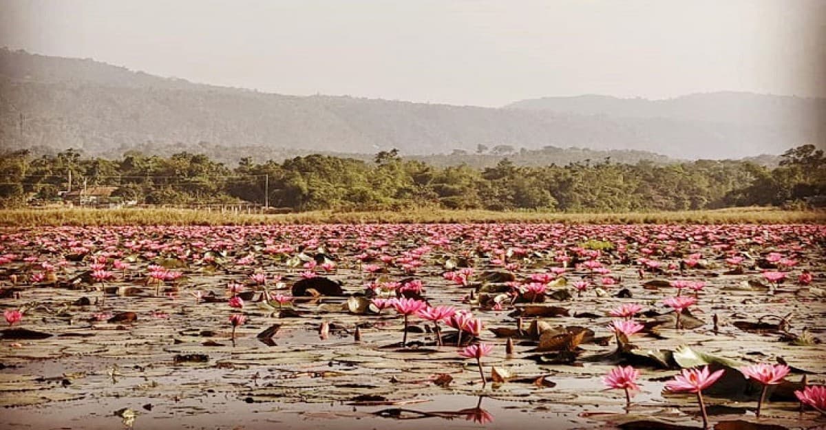 ঘুরে আসুন শাপলা বিলে