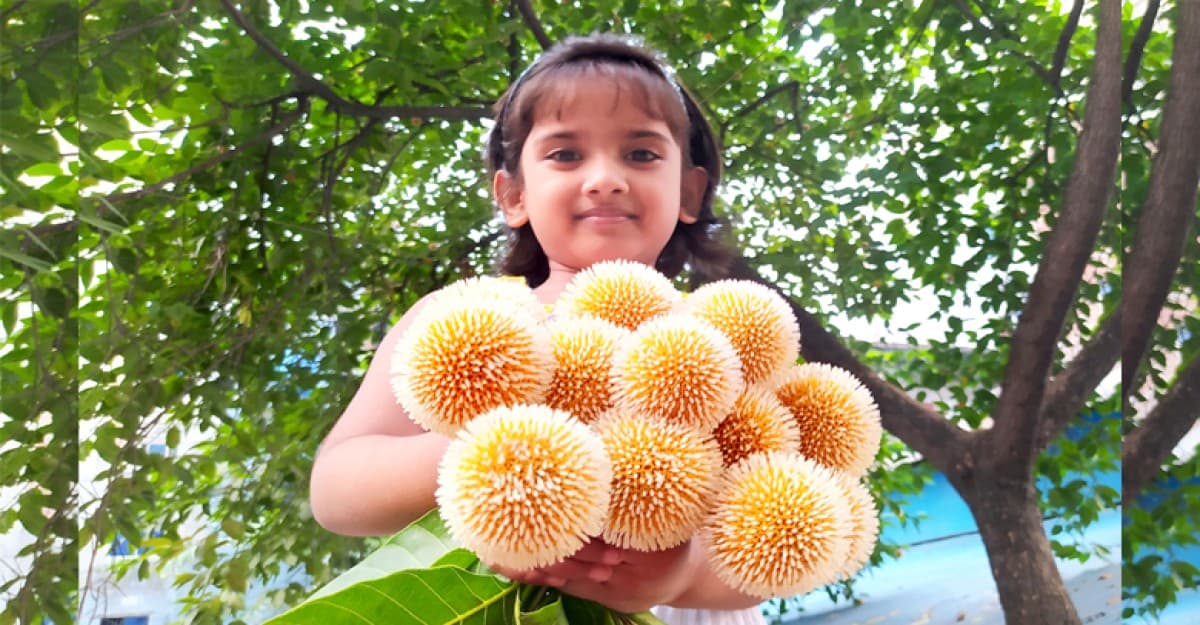 আষাঢ়ে কদম ফুলের অগ্রিম সমাহার। ক্রস ভর্তি ফুল নিয়ে মহা খুশি শিশু কন্যা।