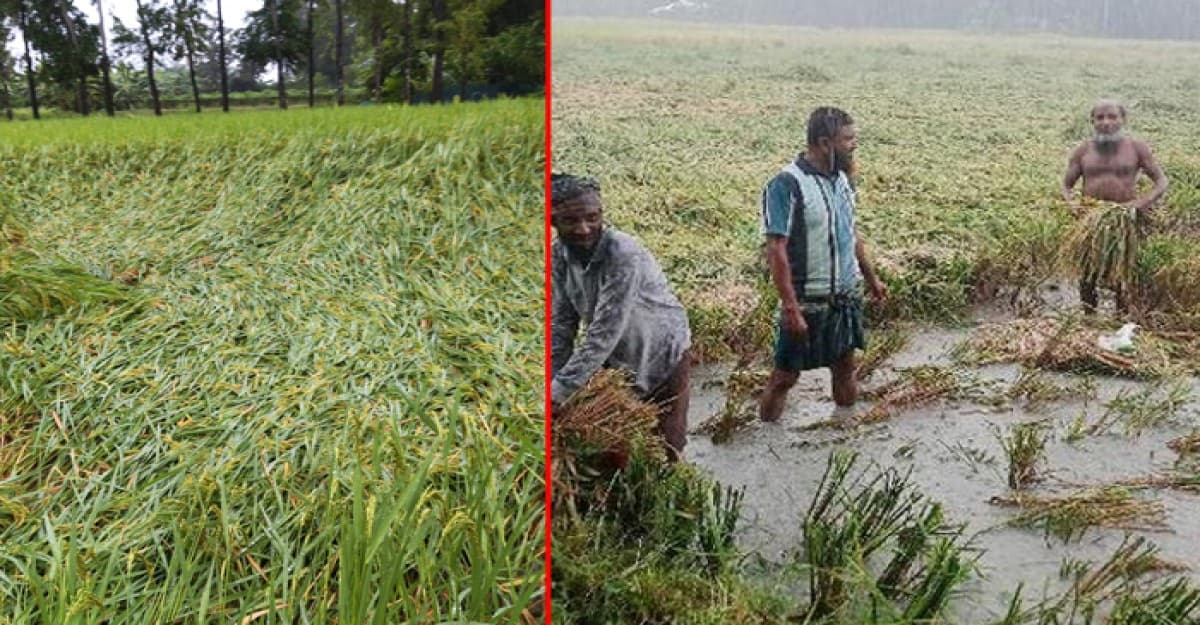 বৈরী আবহাওয়ায় ফসলের ক্ষতিতে কৃষকের মাথায় হাত