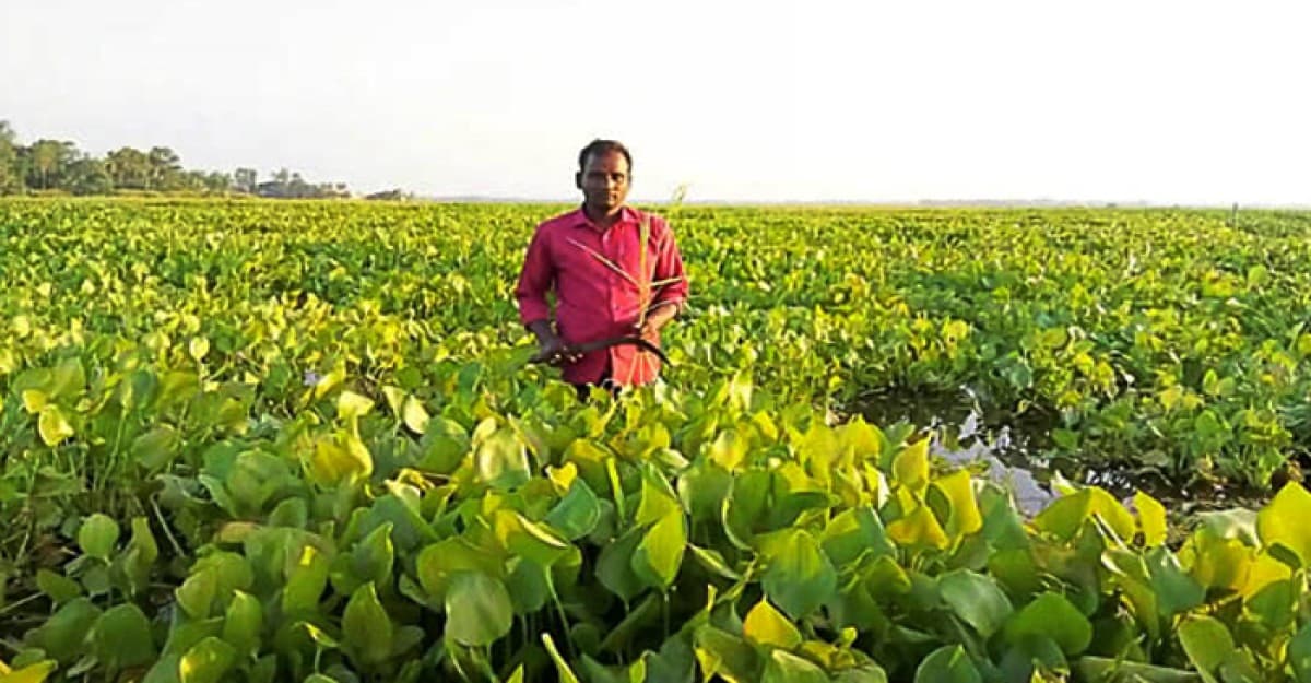 আবাদি জমিতে কচুরীপানা বিপাকে কৃষক