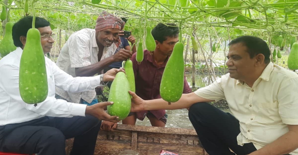 ভাসমান বেডে সবজি চাষ কৃষিতে বৈপ্লবিক পরিবর্তন