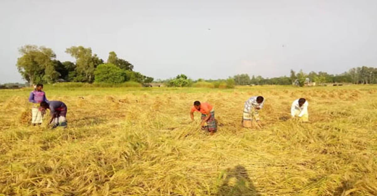 বেড়ায় আমনের বাম্পার ফলন